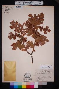 Quercus margaretta image