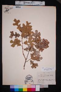 Quercus margaretta image