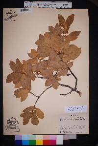 Quercus mohriana image