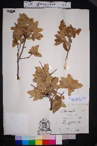 Quercus mohriana image