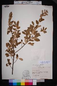 Quercus mohriana image