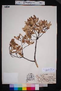 Quercus mohriana image