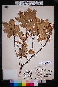 Quercus mohriana image