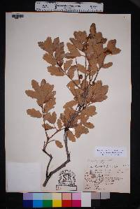 Quercus mohriana image