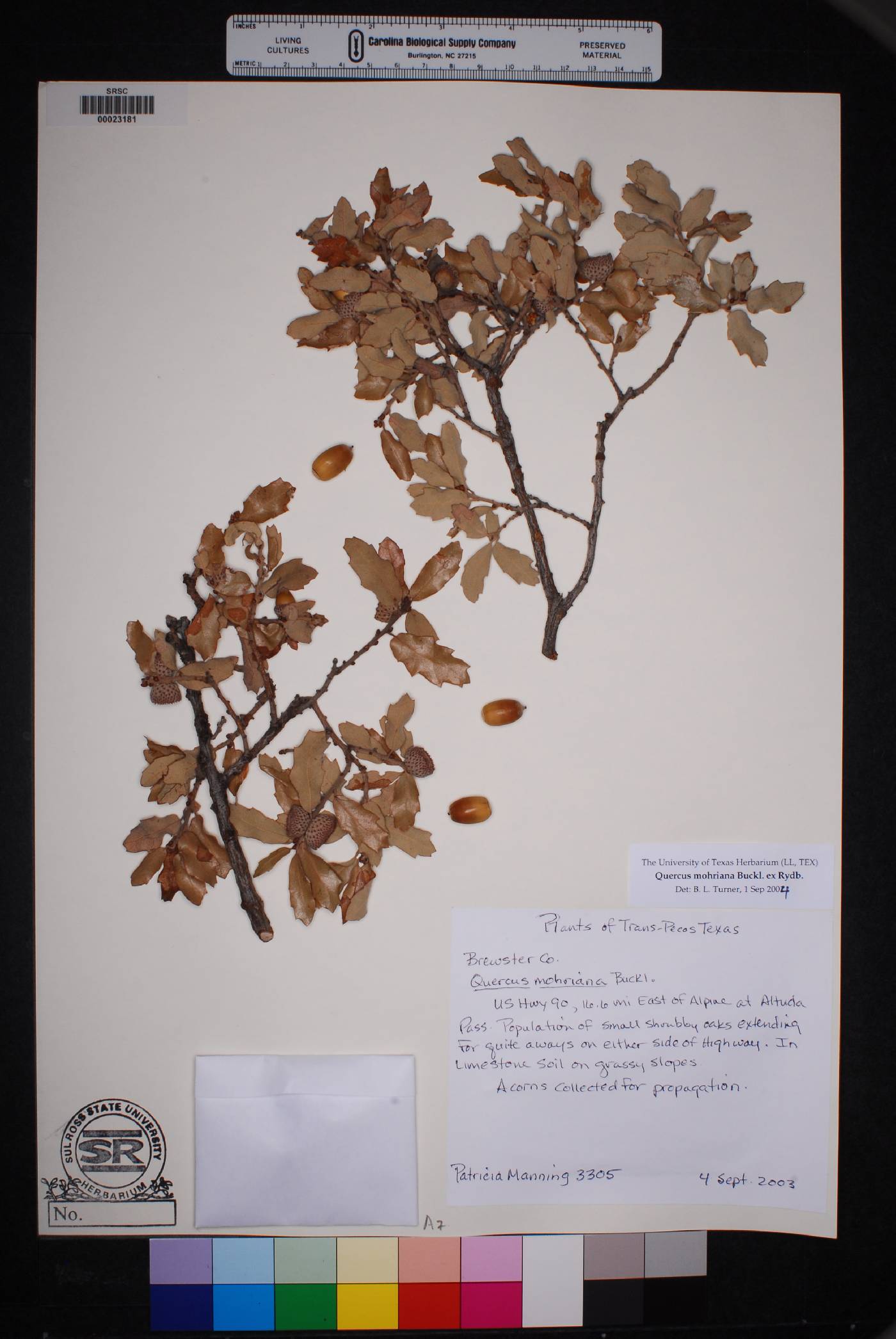 Quercus mohriana image