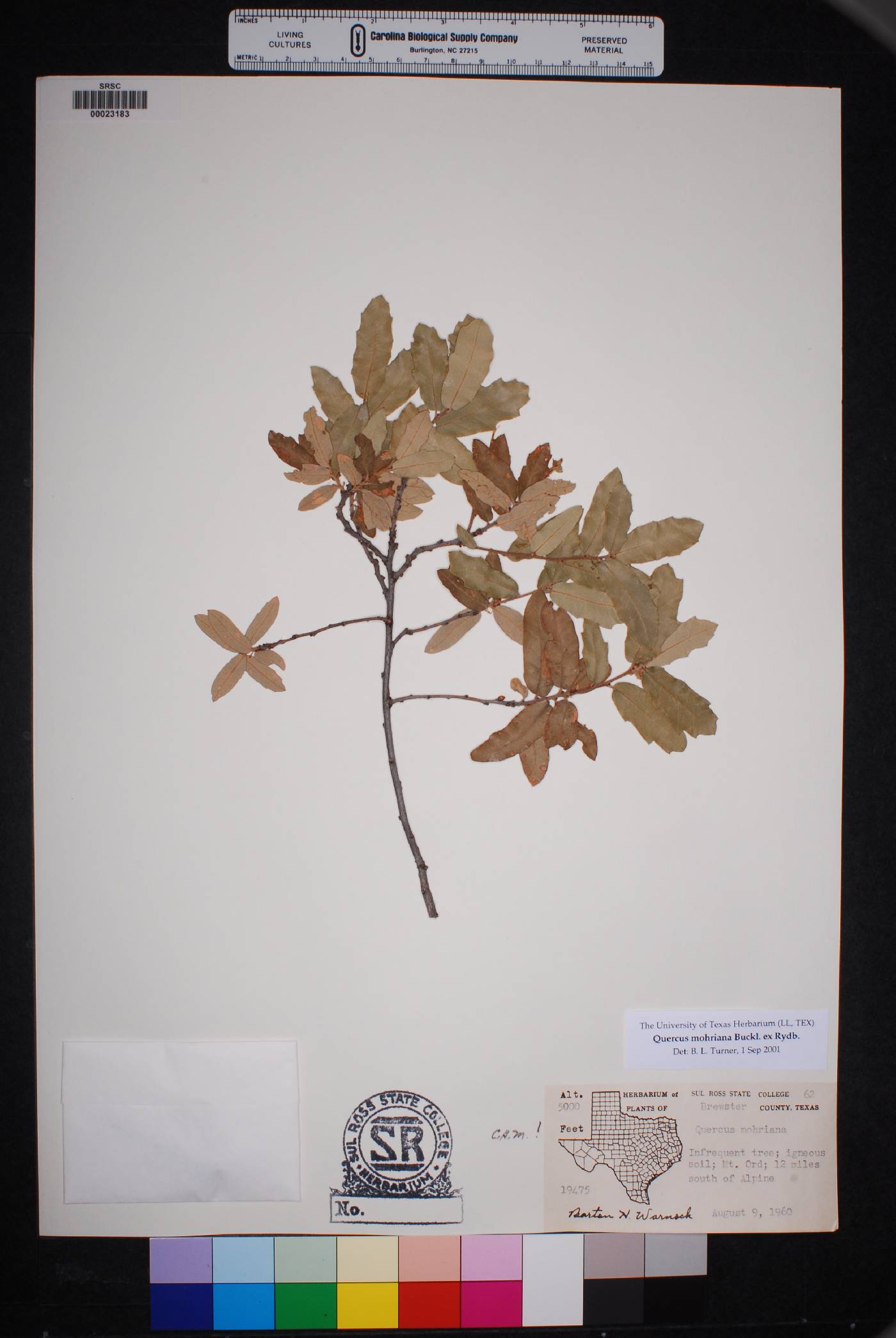 Quercus mohriana image