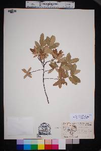 Quercus mohriana image