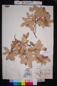 Quercus mohriana image