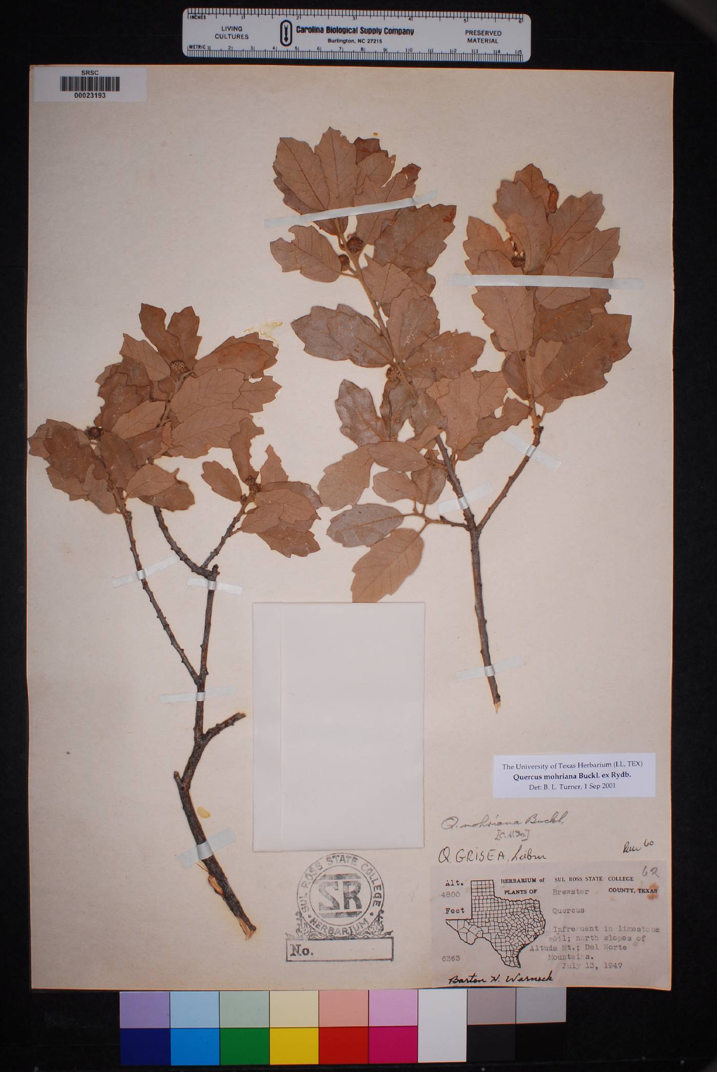 Quercus mohriana image