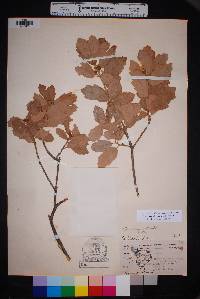 Quercus mohriana image