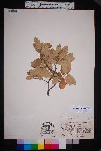 Quercus mohriana image