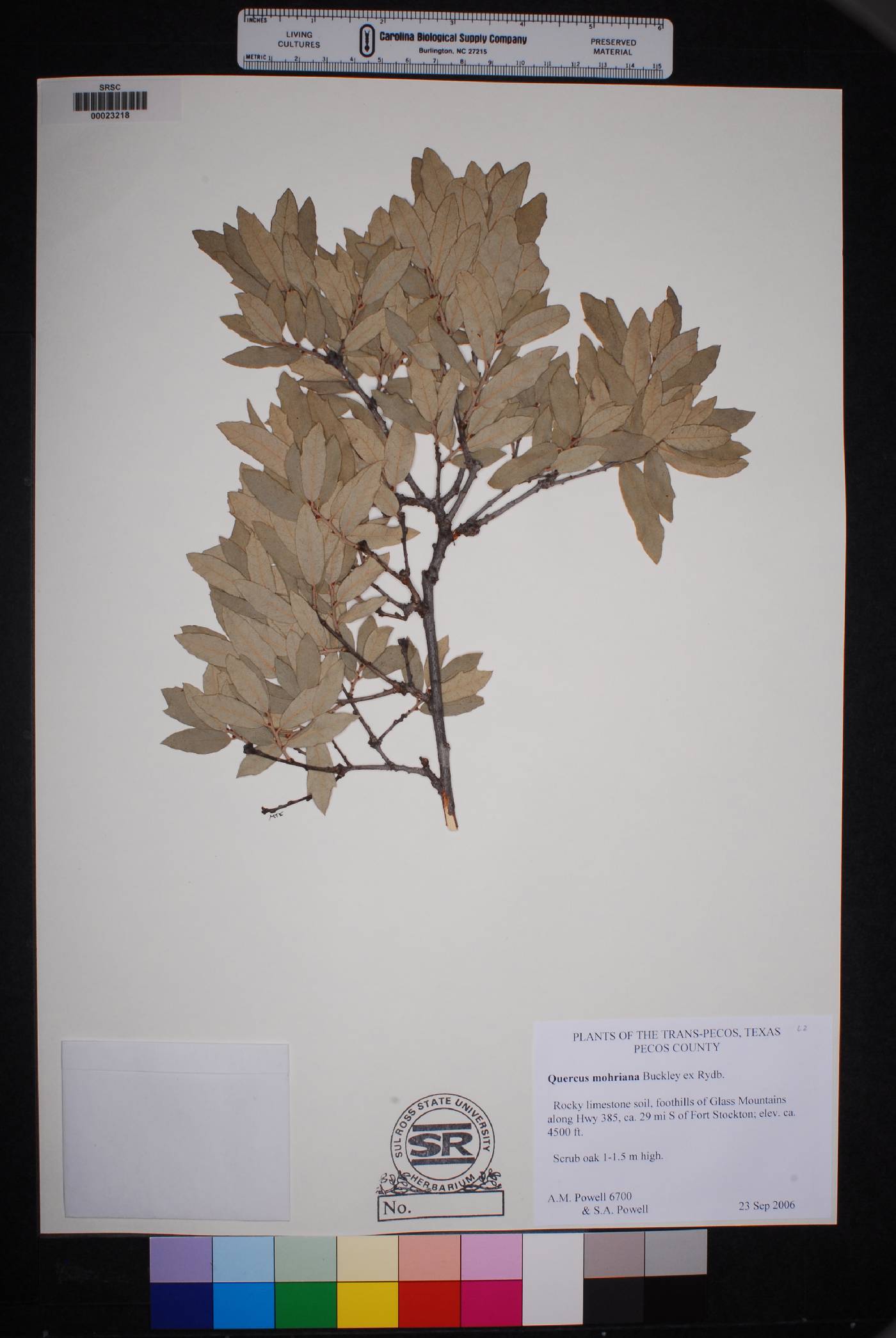 Quercus mohriana image