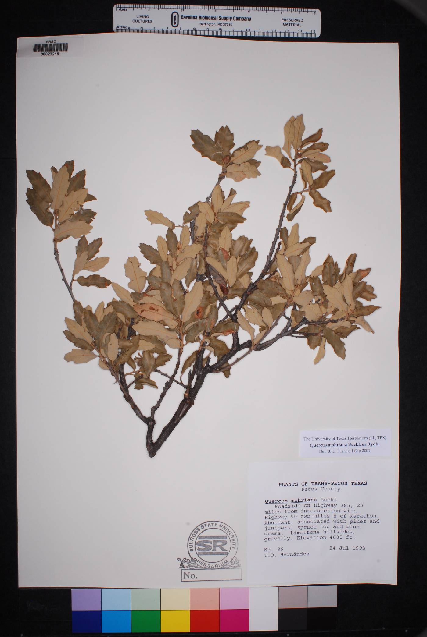 Quercus mohriana image