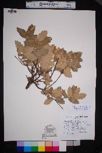 Quercus mohriana image