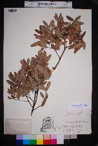 Quercus mohriana image