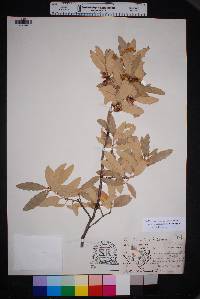 Quercus mohriana image