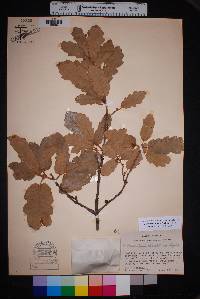 Quercus mohriana image