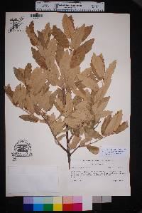 Quercus mohriana image