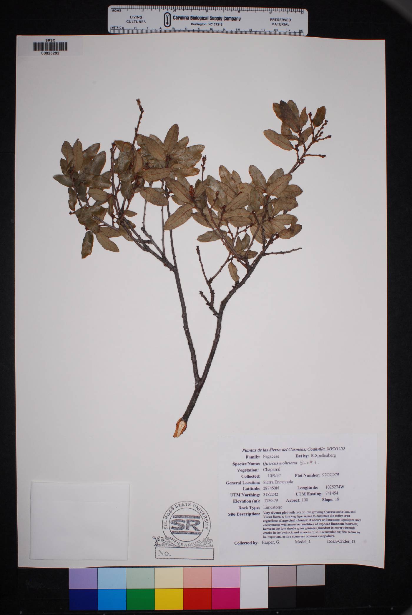 Quercus mohriana image