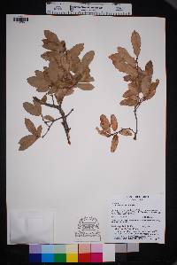 Quercus mohriana image