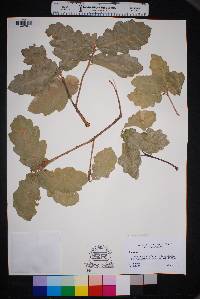 Image Associated With the Occurence
