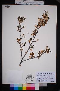 Prunus rivularis image