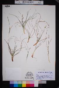 Carex planostachys image