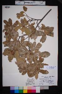 Quercus oblongifolia image