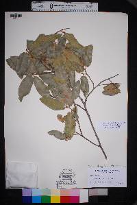 Quercus oblongifolia image