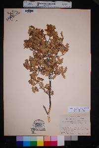 Quercus pungens image