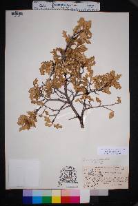 Quercus pungens image