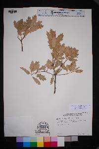 Quercus pungens image