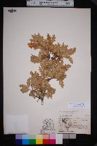 Quercus pungens image