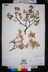 Quercus pungens image