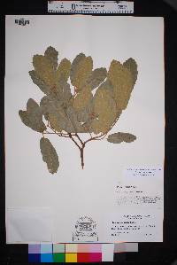 Quercus rugosa image