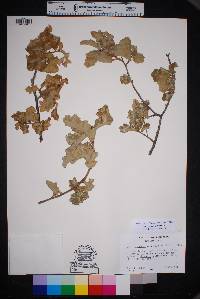 Quercus vaseyana image