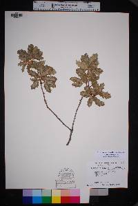 Quercus vaseyana image