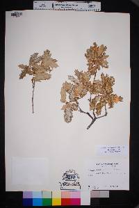 Quercus vaseyana image