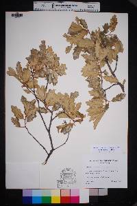 Quercus vaseyana image