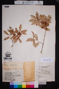 Quercus vaseyana image