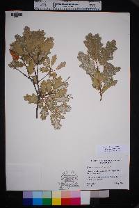 Quercus vaseyana image