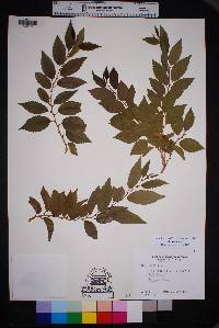 Ulmus pumila image