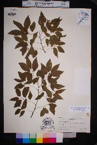 Celtis laevigata image