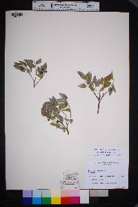 Celtis reticulata image