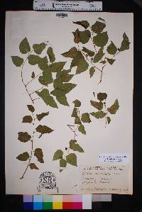 Celtis reticulata image