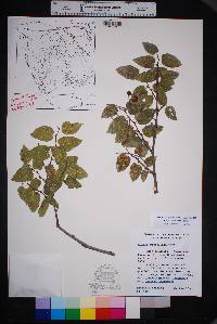 Celtis reticulata image