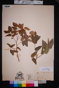 Celtis reticulata image