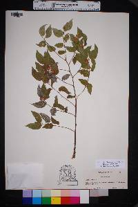 Celtis reticulata image