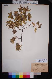 Celtis reticulata image