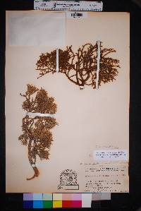 Phoradendron bolleanum image